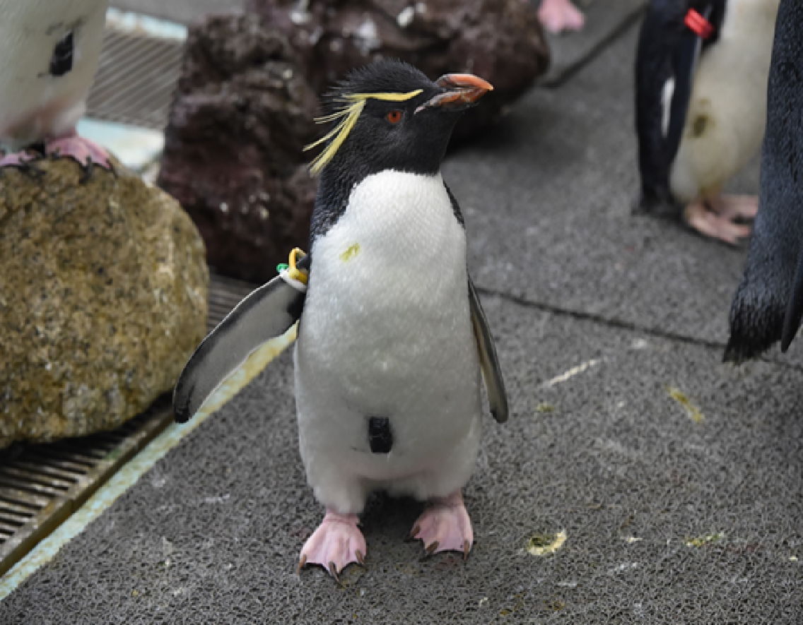 最新のペンギン研究に関するオンライン講演会を開催します シン トセイ 都政の構造改革ポータルサイト