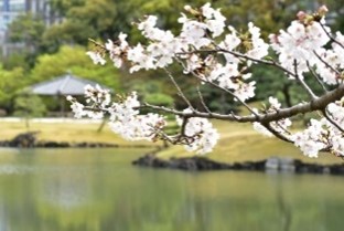 東京都公園協会さくら花だより2026イメージ